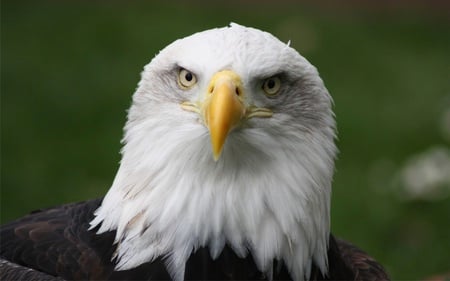 The Eagle with Attitude - close up, eagle, bald, beautiful, animals, birds