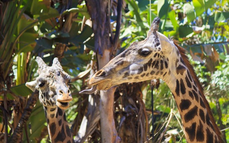 LA Zoo Giraffes - zoo, animals, giraffes, beautiful