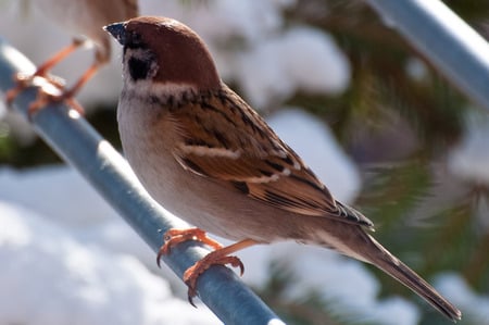 Sparrow - bird, cute, feathers, rod