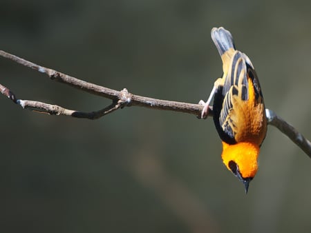 The whole world stands on head... - orange, twig, fireweaver bird, small