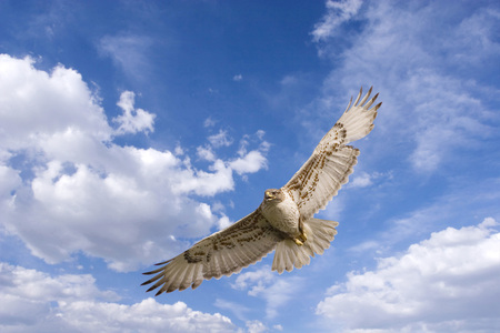 Free hawk - free, bird of prey, fly, sky