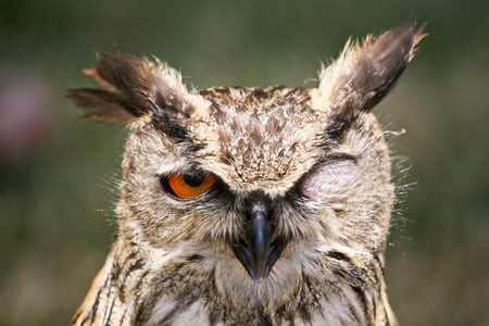 Hi beauty..I'm flirting with YOU !!! - face, eagle owl, bird, eyes