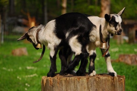 Scoot over a bit... - bells, black and white, goats, cute