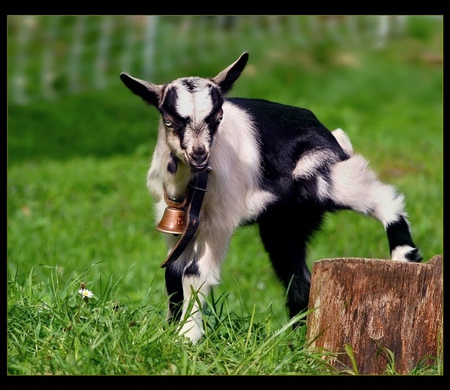 I've lost the game... - kid, black and white, cute, goat