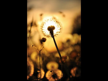 Dandelion - colour, sunset, flower, light