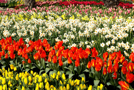 spring flowers - flowers, spring, park, garden