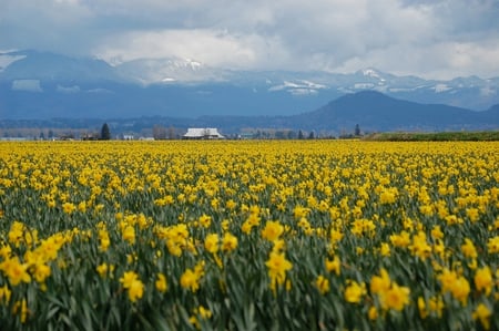 daffodils - flowers, field, daffodils, mountains