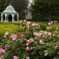 roses and the gazebo