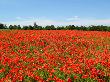 poppies - flowers, field, poppies, red