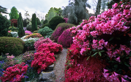 beautiful garden - azaleas, park, flowers, garden