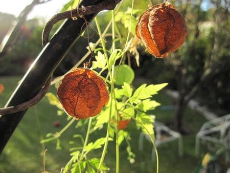 Nature puffs - orange, cute, puffy, tiny