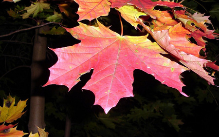 Autumn Leaf - nature, autumn, forest, leaf, rust, maple