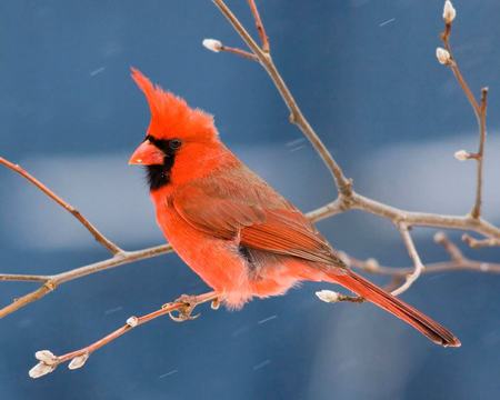 Red Cardinal on Limb - cold, feathers, red, cardinal, winter, limb, bird