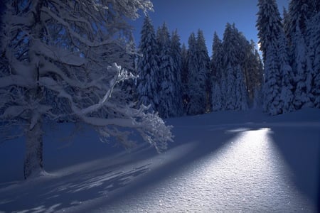 Weak Winter Sun - glow, trees, beautiful, snow, shadows, sun, sky