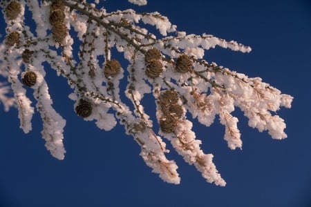 Winter Beauties - white, sky, cones, branch, snow, beautiful, blue