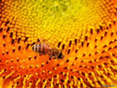 Bee on Sunflower