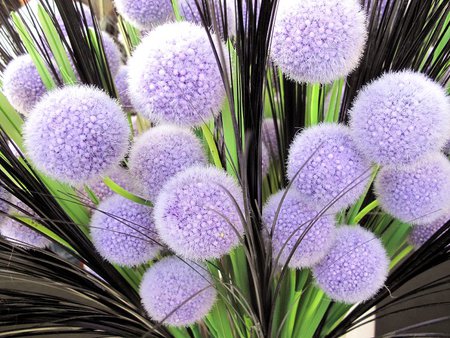 Purple Fuzzy Balls - round, purple, stems, puffy, bunch, ball, fuzzy, flower