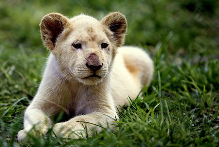 Wild And Young - cub, lion cub, lion, grass, baby, cat