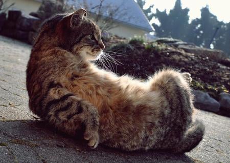 Sunbathing - funny, lying, cat, relaxed