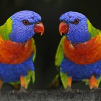 Parrot Twins