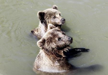 Mum please...only 5minutes more... - brothers, water, bears, bathing