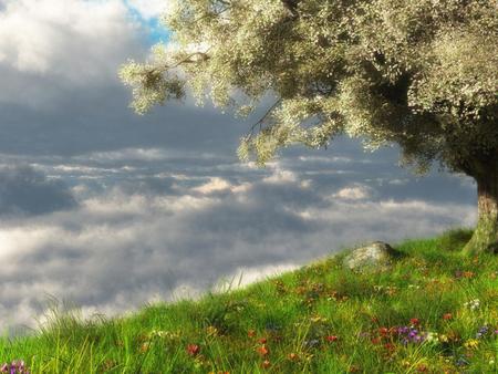 Clouds-and-Cherry-blossoms - flowers, clouds, nature, cherry blossoms, grass, colors, sky