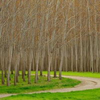 Hybrid-Poplar-Trees-Boardman-Oregon