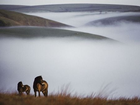 Mist Behind - horses, fog, mist, grass, field, animals