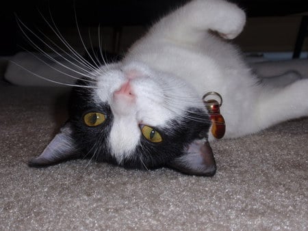 Pearl - silly, upside down, pearl, cat