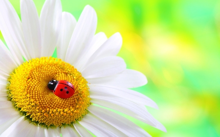 Daisy - pretty, yellow, daisy, spring, flowers, daisies, red, beautiful, ladybug, beauty, colors, lovely, sweet, colorful, white, nature, cute