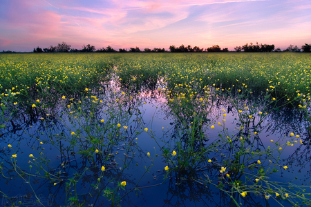 Field of flowers - sky, water, colorful, image, sunset, purple, yellow, reflection, weeds, clouds, green, dusk, fields, landscape, background, nature, blue, beautiful, spots, flowers, colors, photo