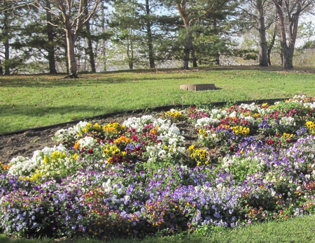 flowers at the Muttart conservatory of Edmonton Alberta  - red, purple, pink, pansy, flowers, yellow, grass, white, photography, fields, trees, nature, green