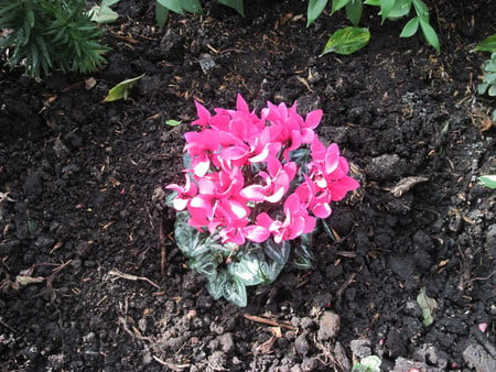 Pink flowers at the garden 