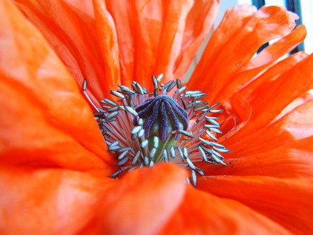 Red flower - red, flower, great, nature