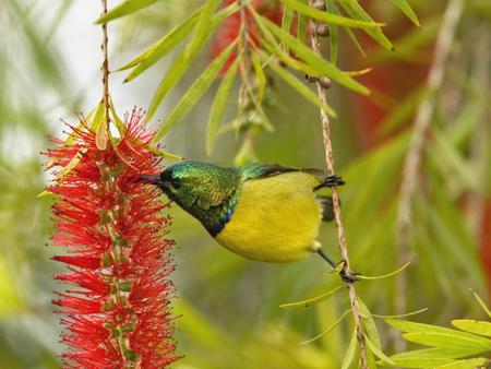 Variable-Sunbird-Nyeri-Kenya - animal, kenya, flowers, colors, sunbird, bird