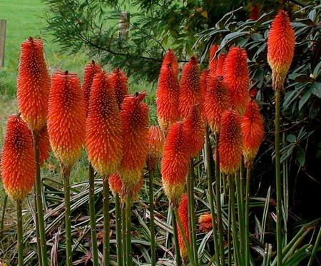 flowers - nature, orange, flowers, garden