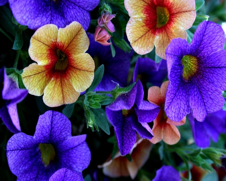 flowers - flowers, petunia, nature, purple