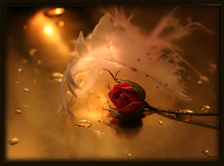 Unrequited love - delicate, rose, dew, lost, white, forever, pretty, feather, romance, golden, love, wwater droplets, soft, lovely, gold, red, warm, beautiful, dying, flower, red rose