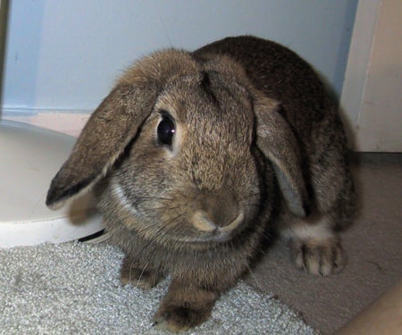 bunny - nature, animal, sweet, pet, bunny