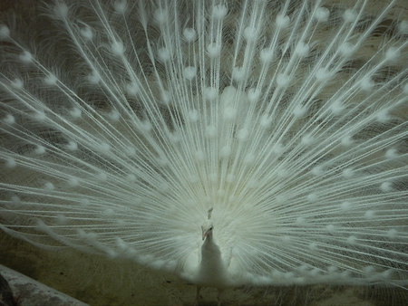 white peacock - white, nature, peacock, bird