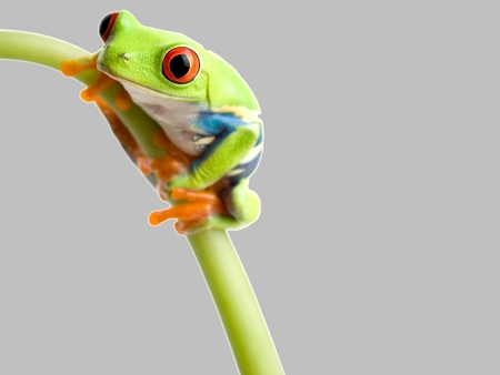 Tree Frog. - animal, wallpaper, frog, tree, green