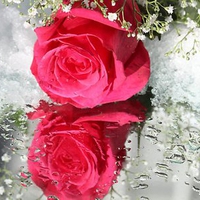 Beautiful rose