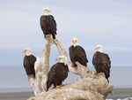 5 eagles