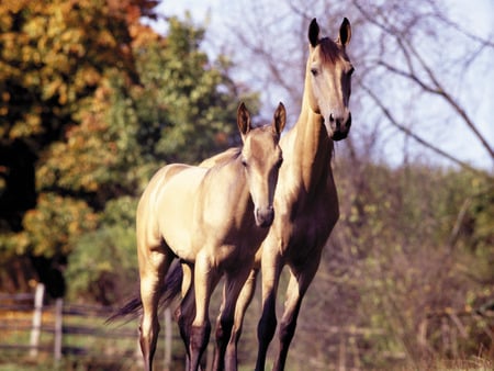 Horse family - animal, nature, run, love, horse, family