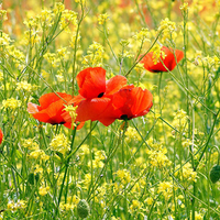 Lovely poppy flowers