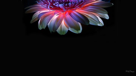 Born of a Rainbow - rainbow, chrysanthemum, summer, white, purple, fall, blue, pink, colors, firefox persona, flower