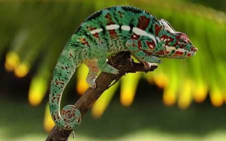 Chameleon - amazing, colours, animals, reptiles, chameleon