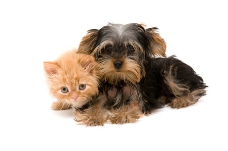 Cute Puppy And Cat Together - pups and kittens together, kittens, dogs, cute animals, puppies, animals