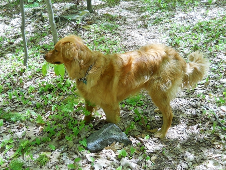 Jazz - one year old - first haircut - jazz, dog, retriever, golden retriever