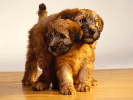 Cute dogs - animal, sweet, puppy, dog